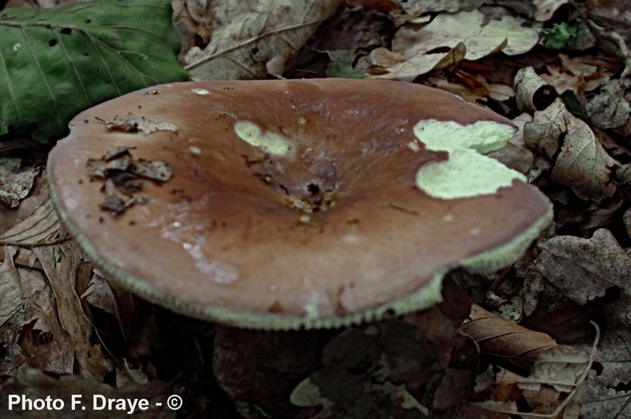 Russula vesca